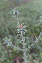 Carthamus lanatus