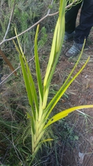 Dianella ensifolia