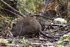 Potorous tridactylus