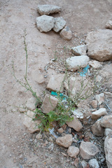 Sonchus oleraceus