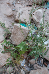 Sonchus oleraceus