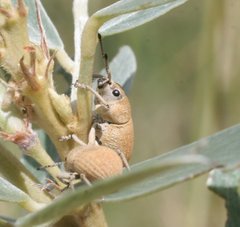 Hadrorhinus concinnus