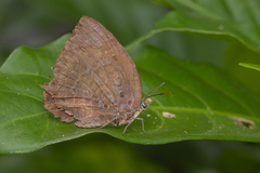 Arhopala centaurus