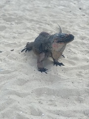 Cyclura cychlura