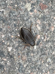 Dytiscus marginalis