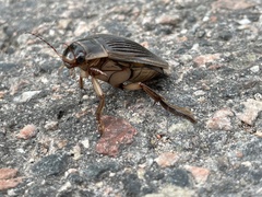 Dytiscus marginalis