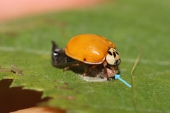 Dinocampus coccinellae paralysis virus