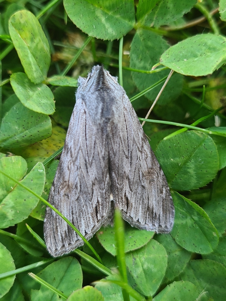 Cucullia campanulae