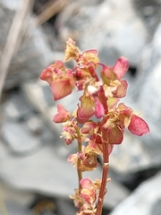 Rumex scutatus