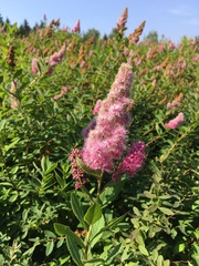 Spiraea salicifolia