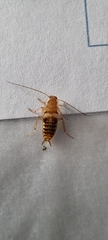 Planuncus tingitanus