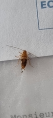 Planuncus tingitanus