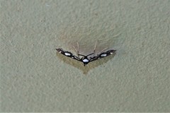 Glyphodes conjunctalis