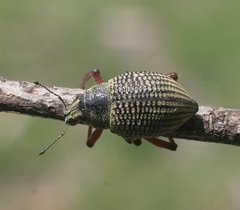 Catasarcus impressipennis