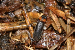 Luciola curtithorax