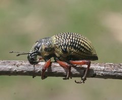 Catasarcus impressipennis