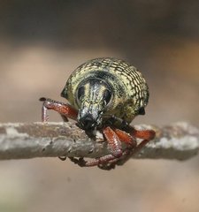 Catasarcus impressipennis