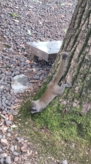 Callosciurus erythraeus
