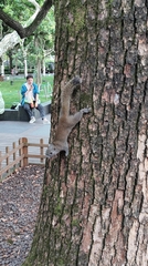 Callosciurus erythraeus