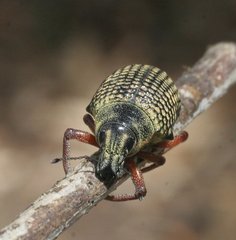 Catasarcus impressipennis