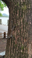 Callosciurus erythraeus