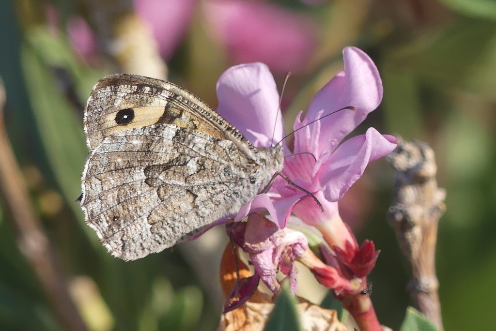 Karpathos Grayling