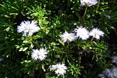 Globularia repens