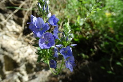 Veronica orsiniana