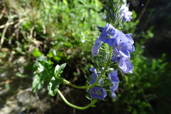 Veronica orsiniana