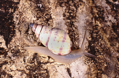 Rhachistia sticta