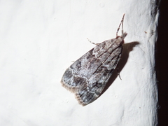 Eudonia lacustrata