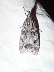 Eudonia lacustrata