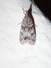 Eudonia lacustrata