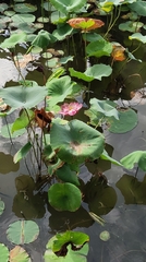 Nelumbo nucifera