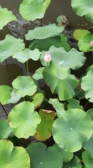 Nelumbo nucifera