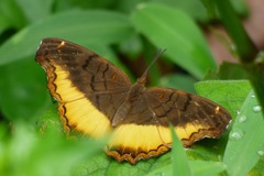 Eurytela dryope angulata