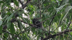 Callosciurus erythraeus