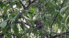 Callosciurus erythraeus
