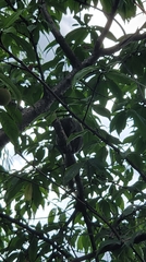 Callosciurus erythraeus