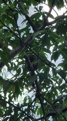 Callosciurus erythraeus