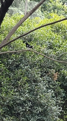 Copsychus saularis