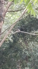 Copsychus saularis
