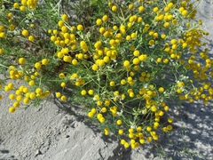 Oncosiphon pilulifer