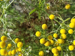 Oncosiphon pilulifer