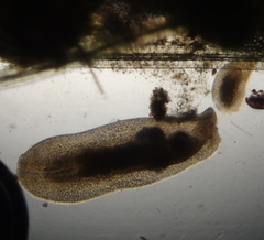 Macrostomum