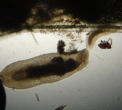 Macrostomum