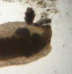 Macrostomum