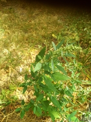Chenopodium album