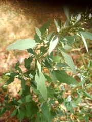 Chenopodium album