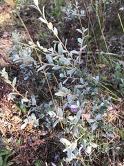 Salix repens argentea